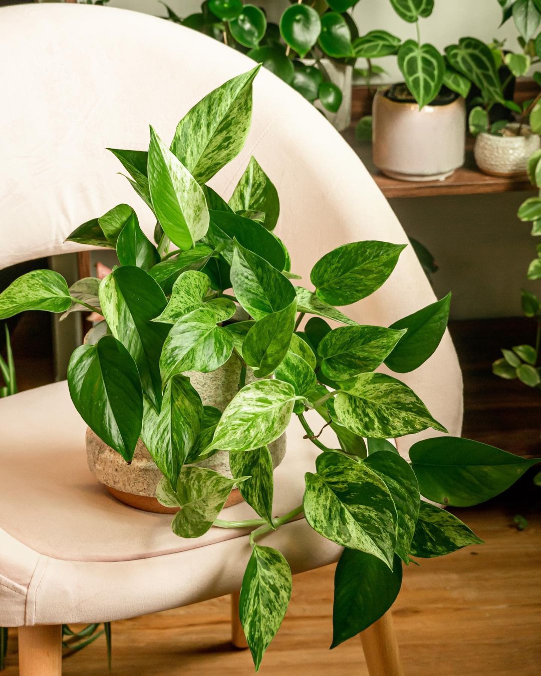 pothos plant