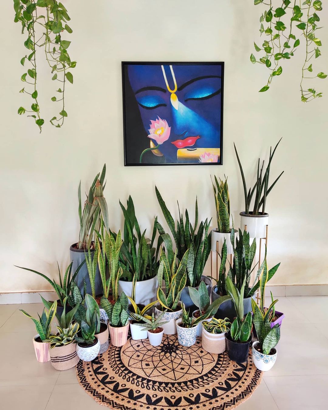 a group of snake plants