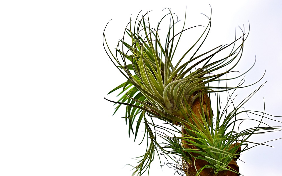 air plant leaves