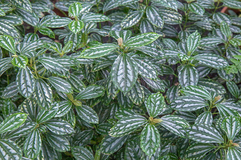 Aluminum Plant Pilea Cardierei.