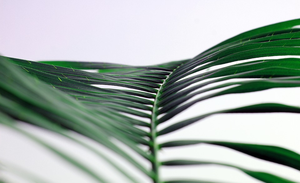 butterfly palm leaves
