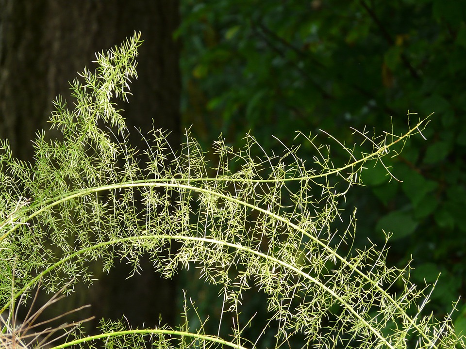 asparagus fern
