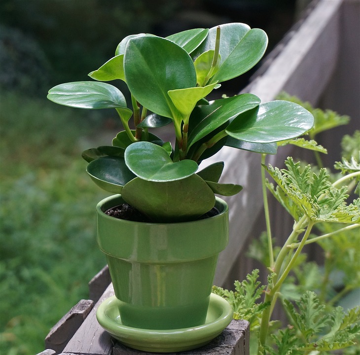baby rubber plant