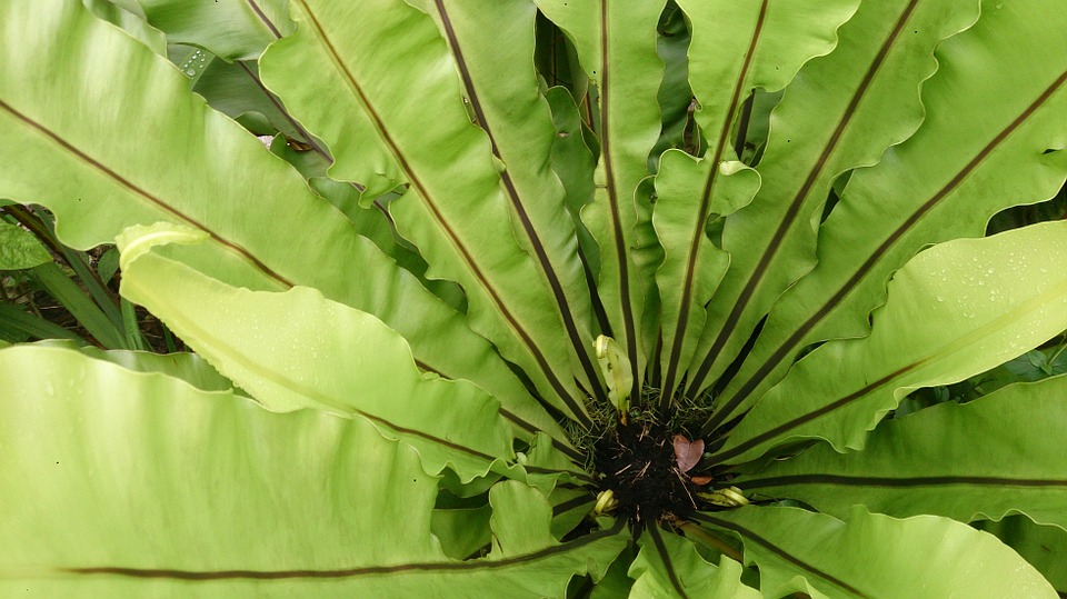 Bird nest fern
