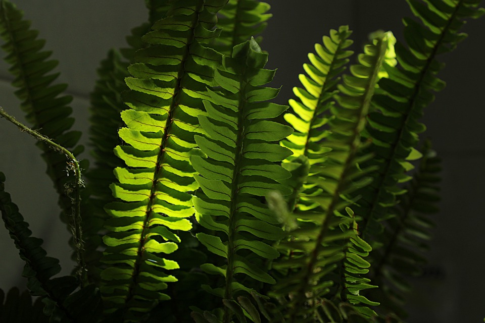 boston fern