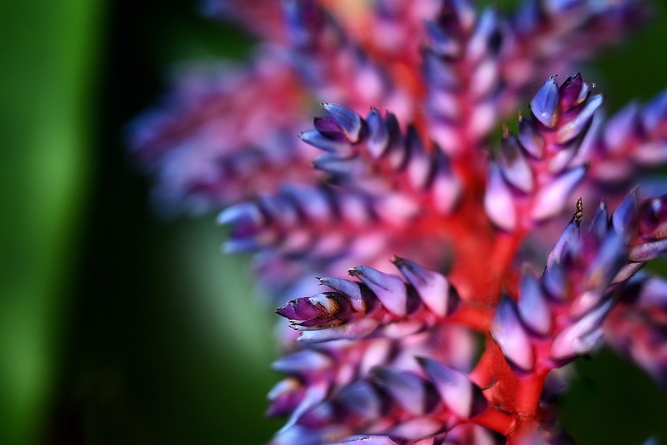 Bromeliad aechmea