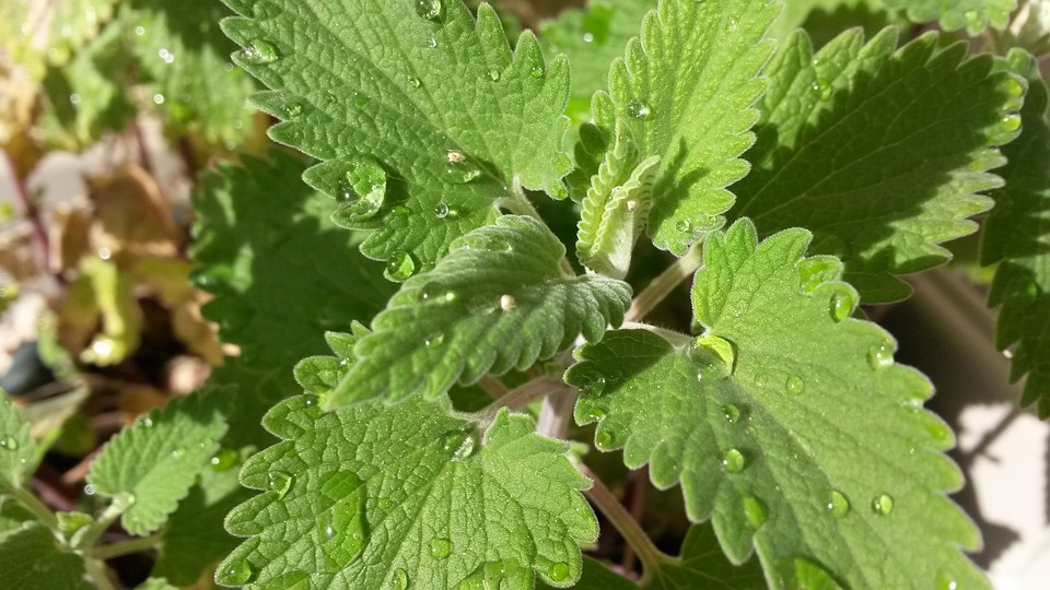 nepeta cataria