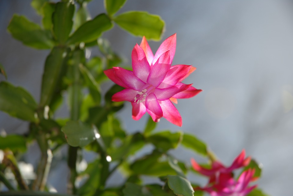 christmas cactus