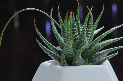 Haworthia zebra plant