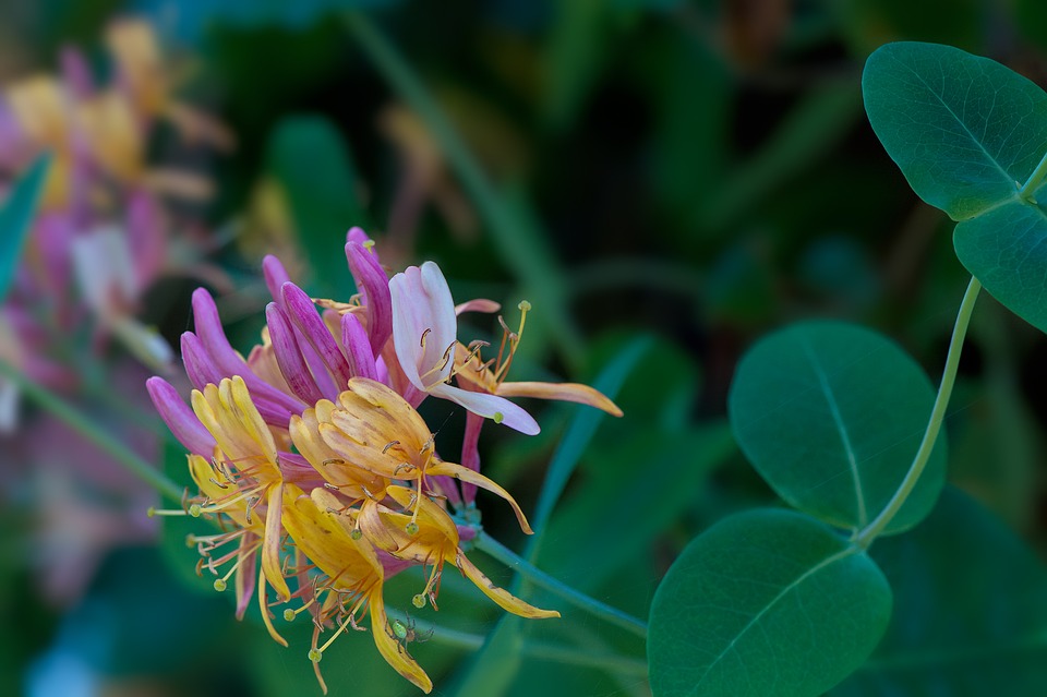 honeysuckle