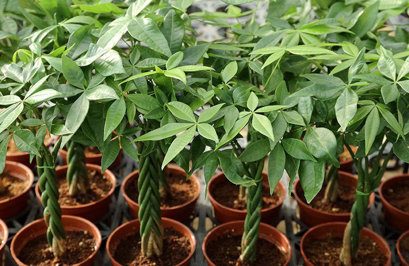 money tree plants