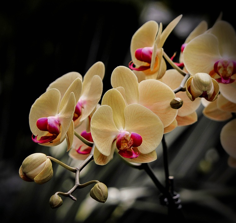 moth orchids