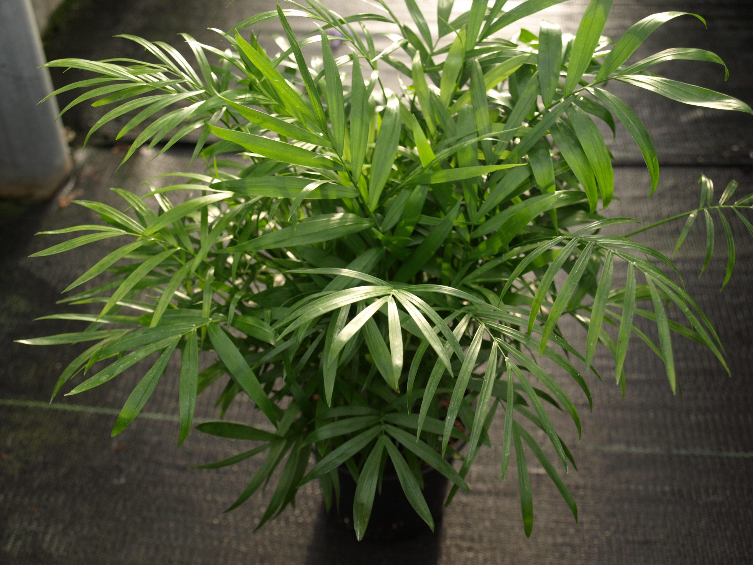 parlor palm