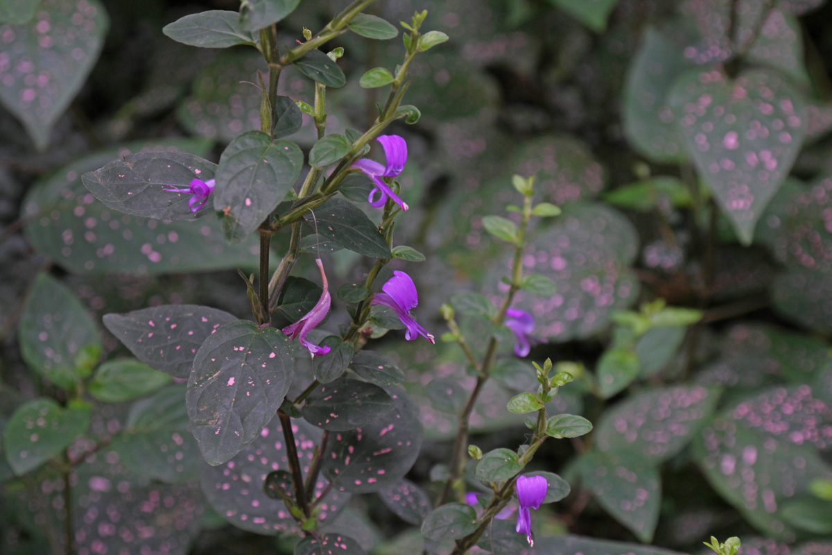polka dot plant
