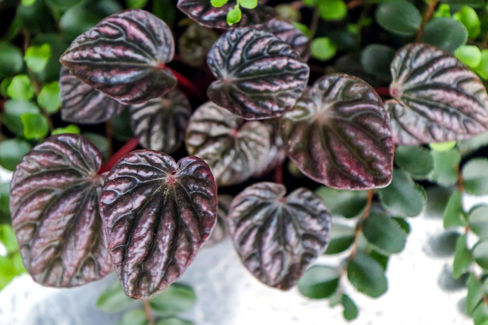 Peperomia Caperata