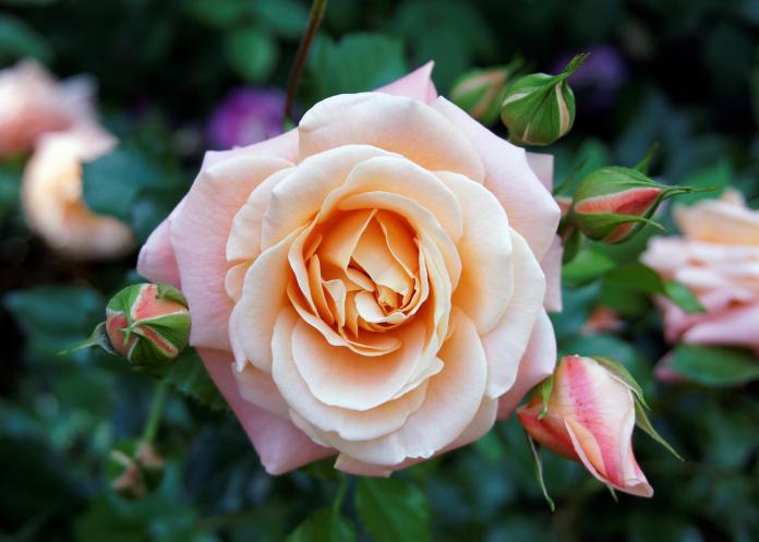 Peach roses