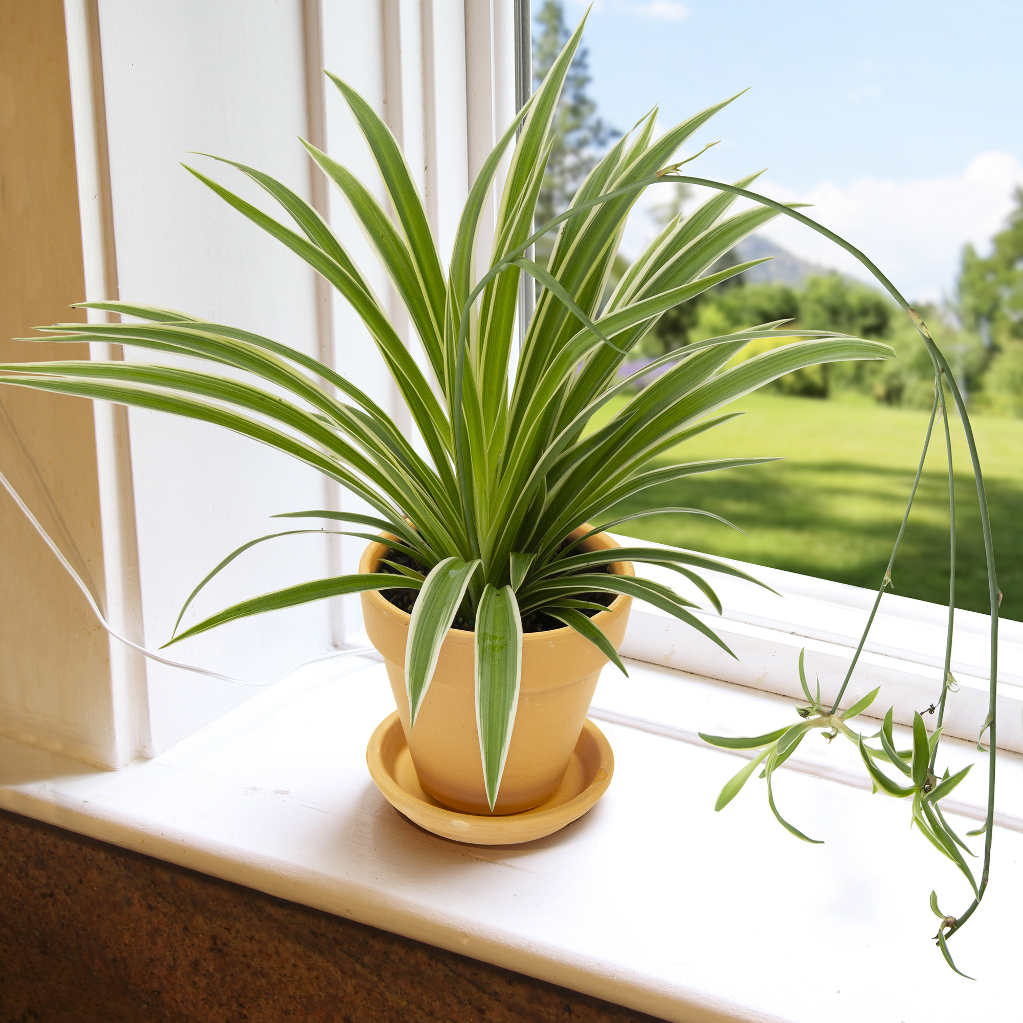 Variegated spider plant