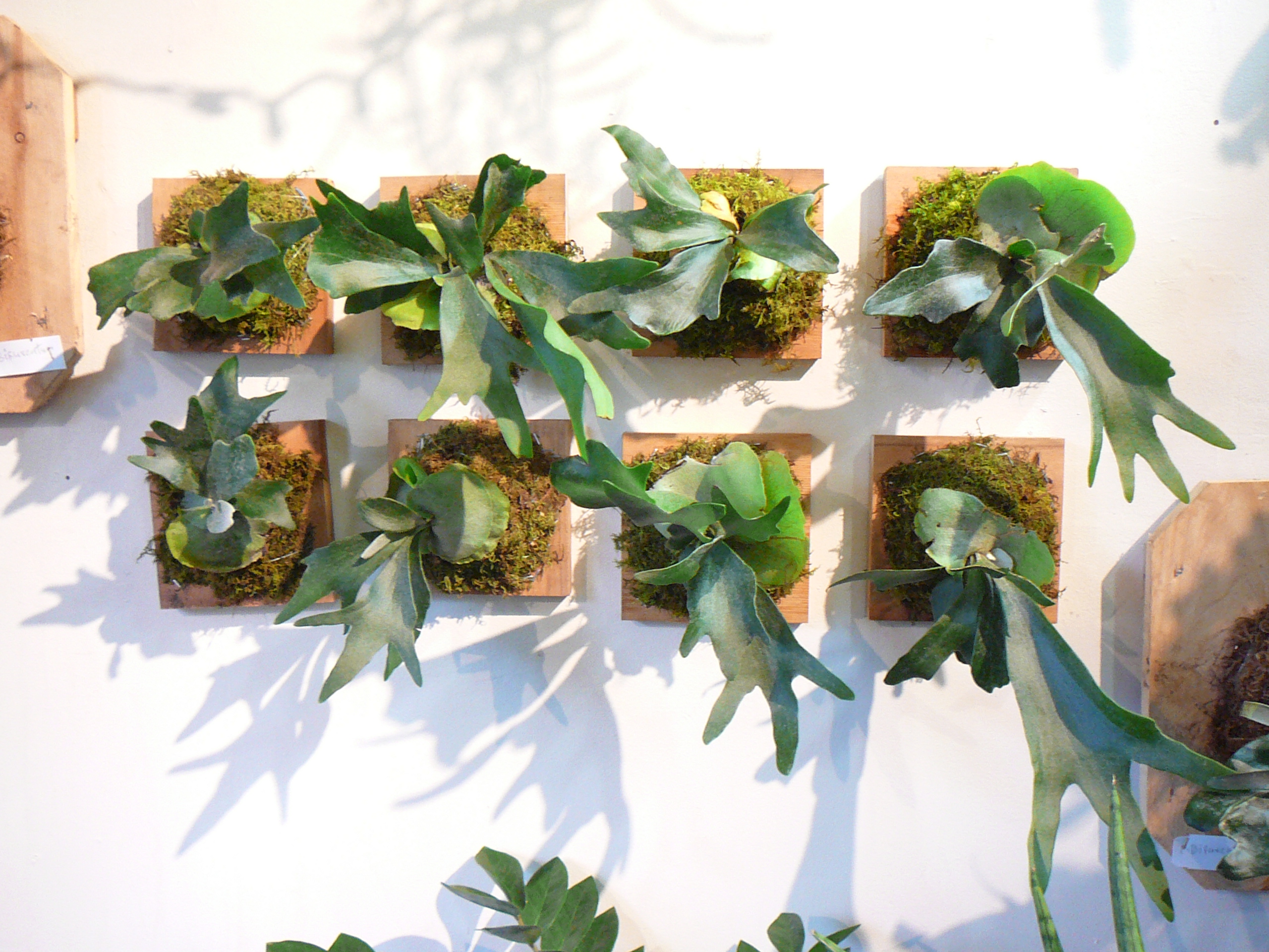 Staghorn fern on the wall