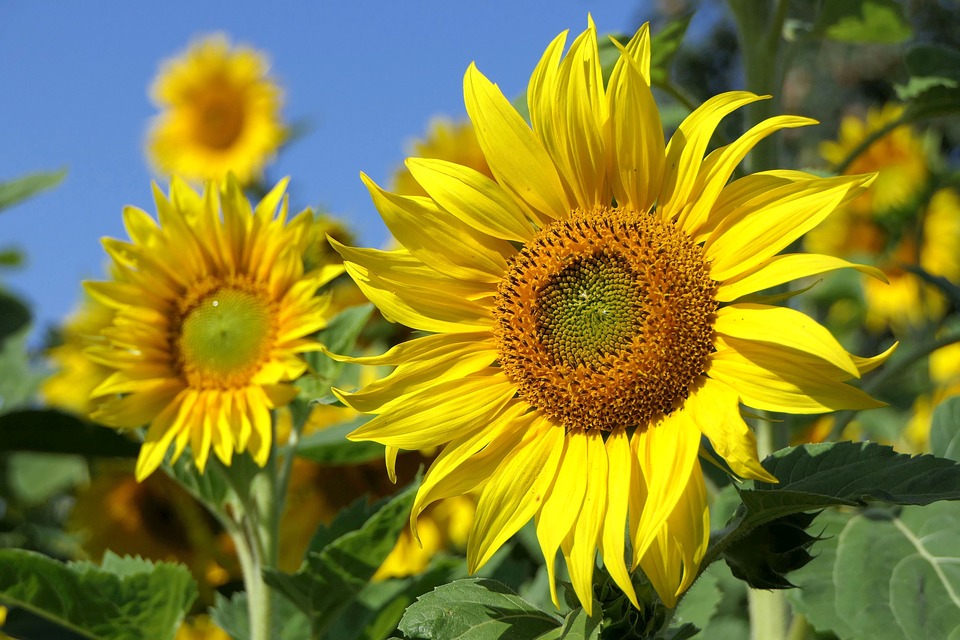 sunflowers