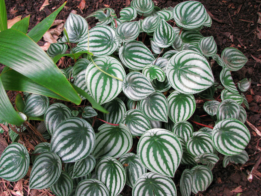 Watermelon Peperomia