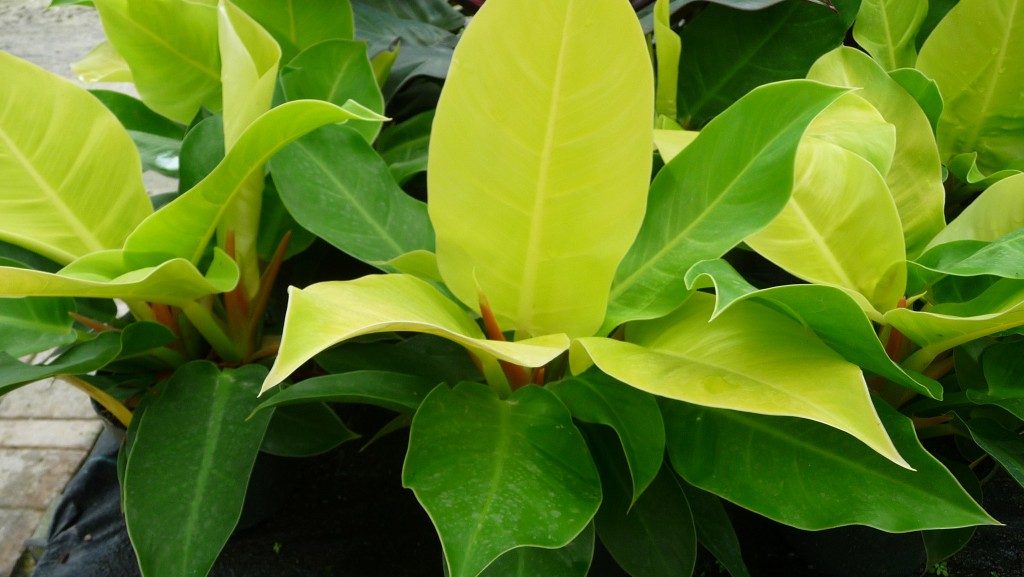 Philodendron moonlight