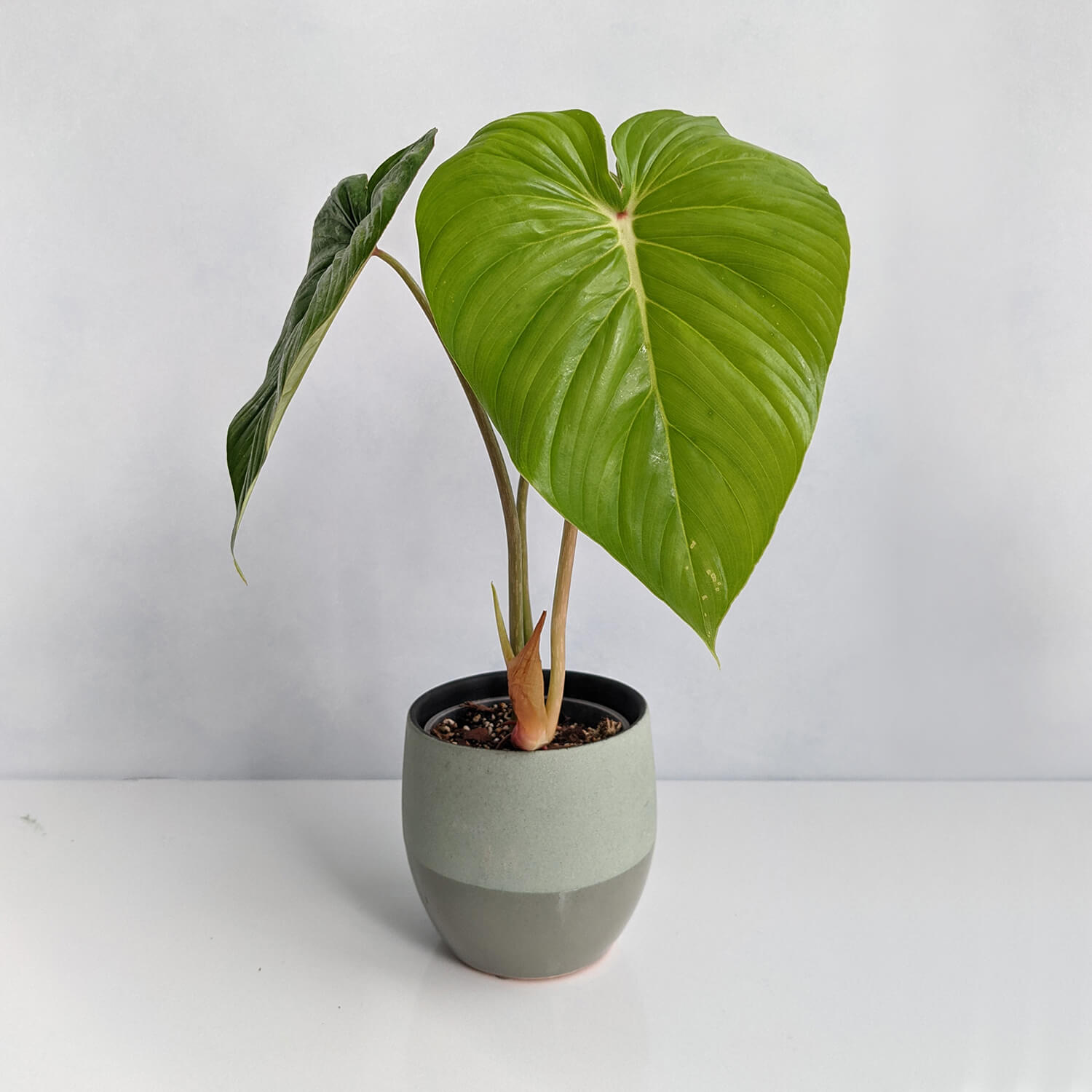 philodendron mamei