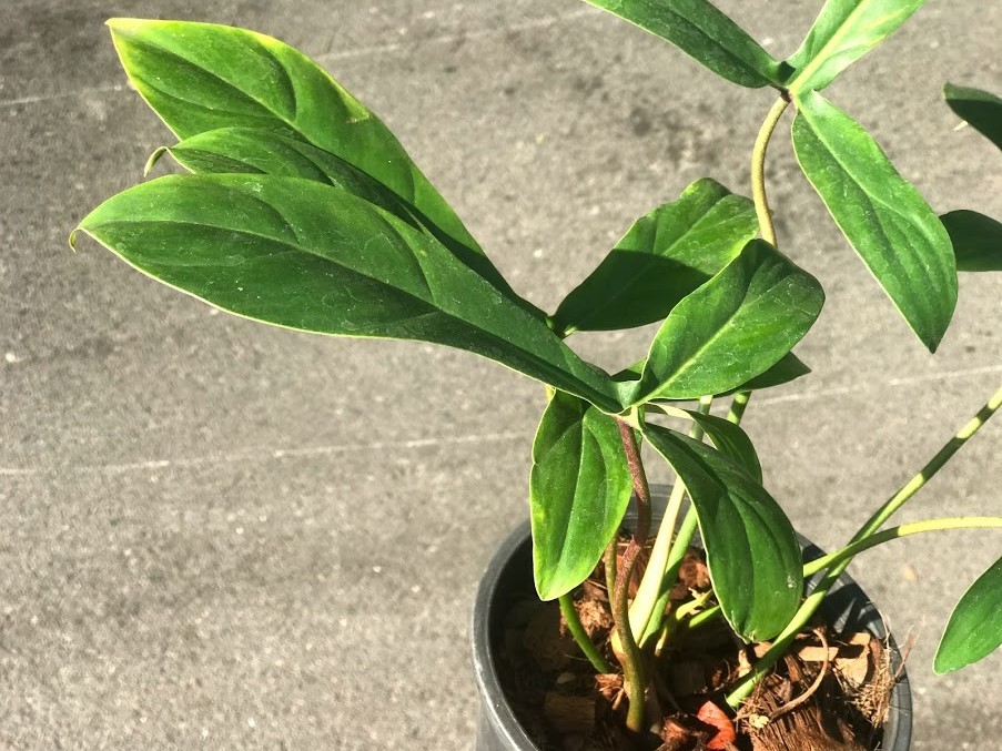philodendron 69686