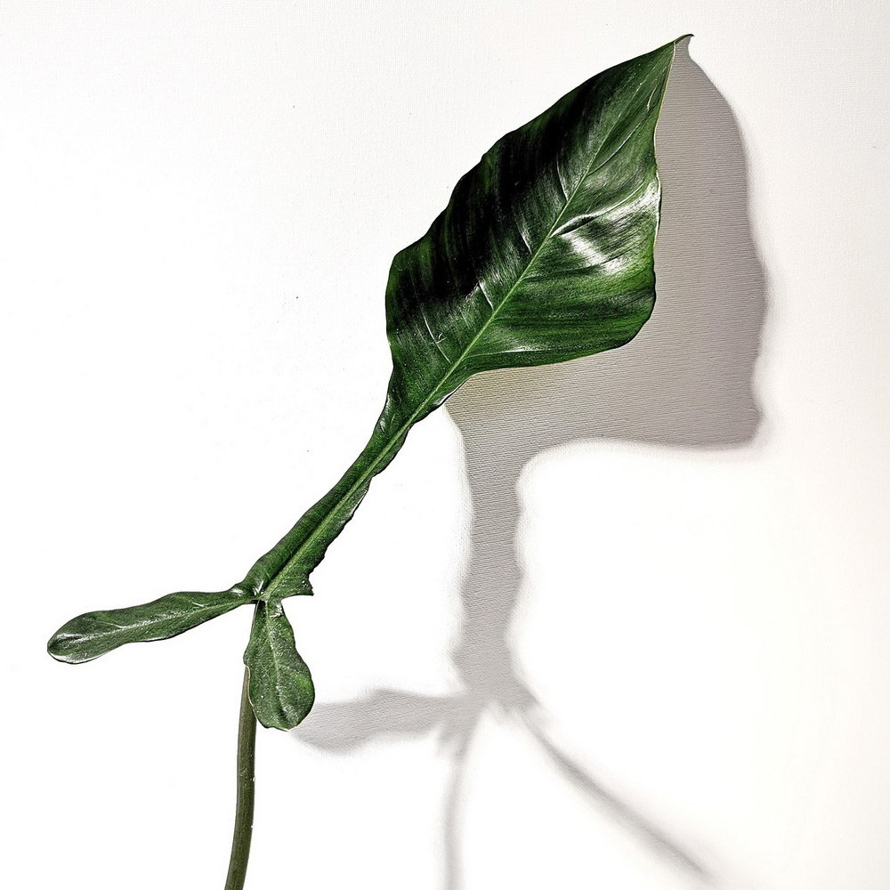 philodendron joepii