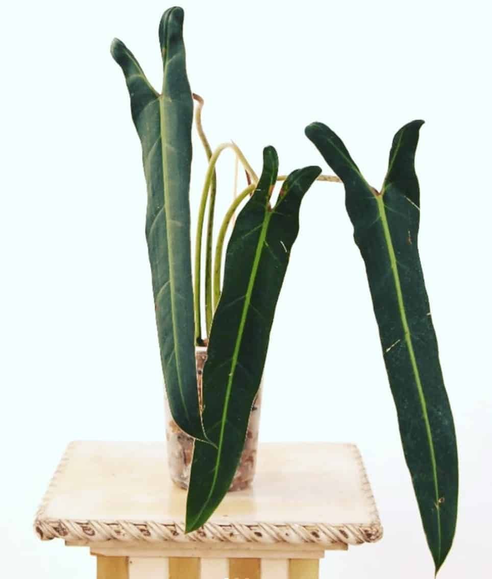 philodendron Spiritus Sancti