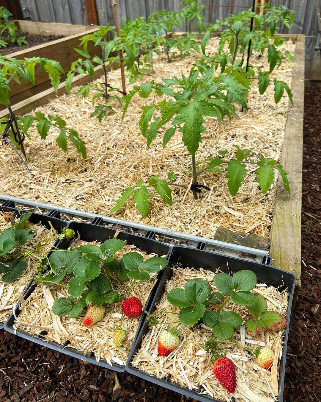 raised garden with sawdust on top of soil