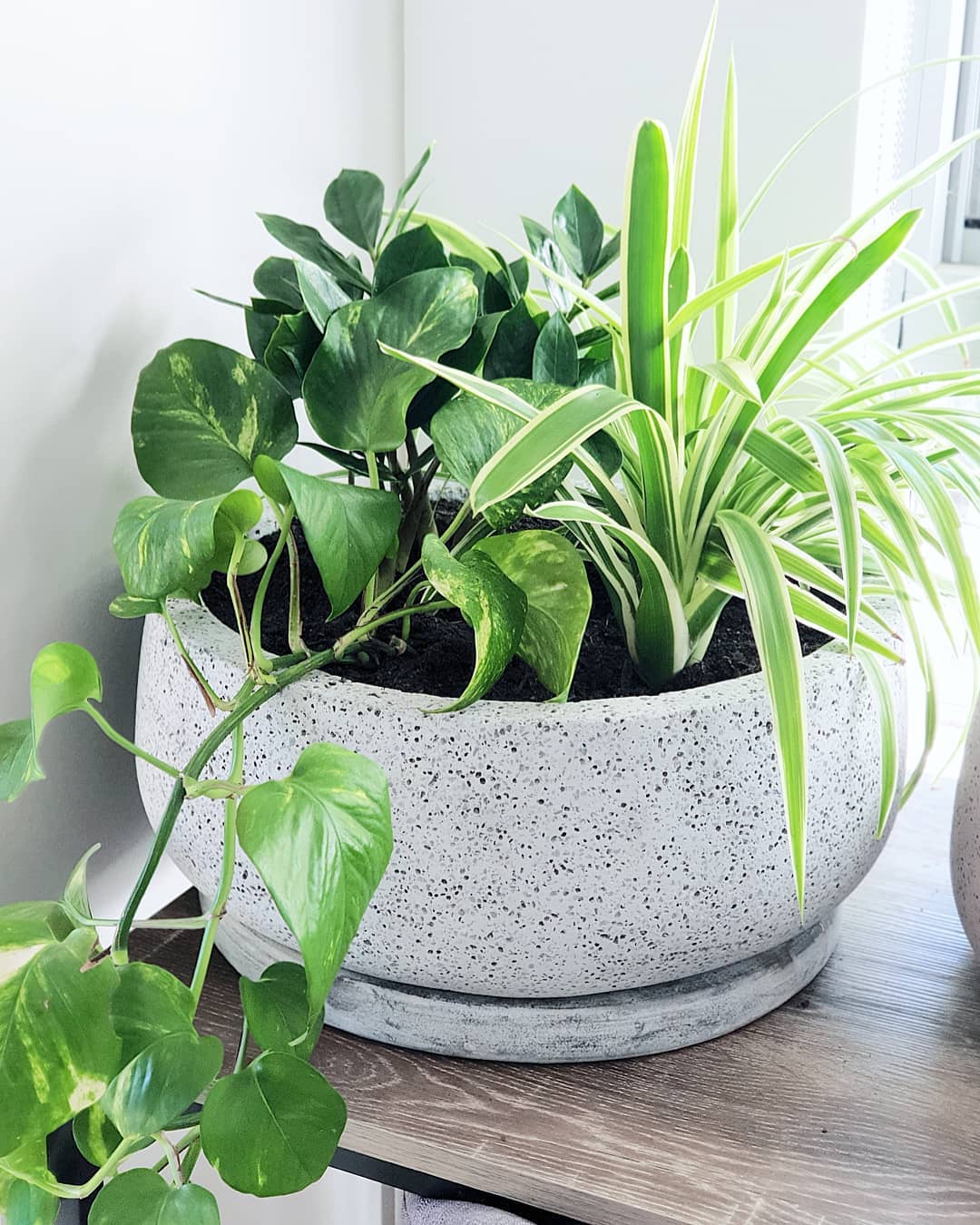 golden pothos and spider plant grouping