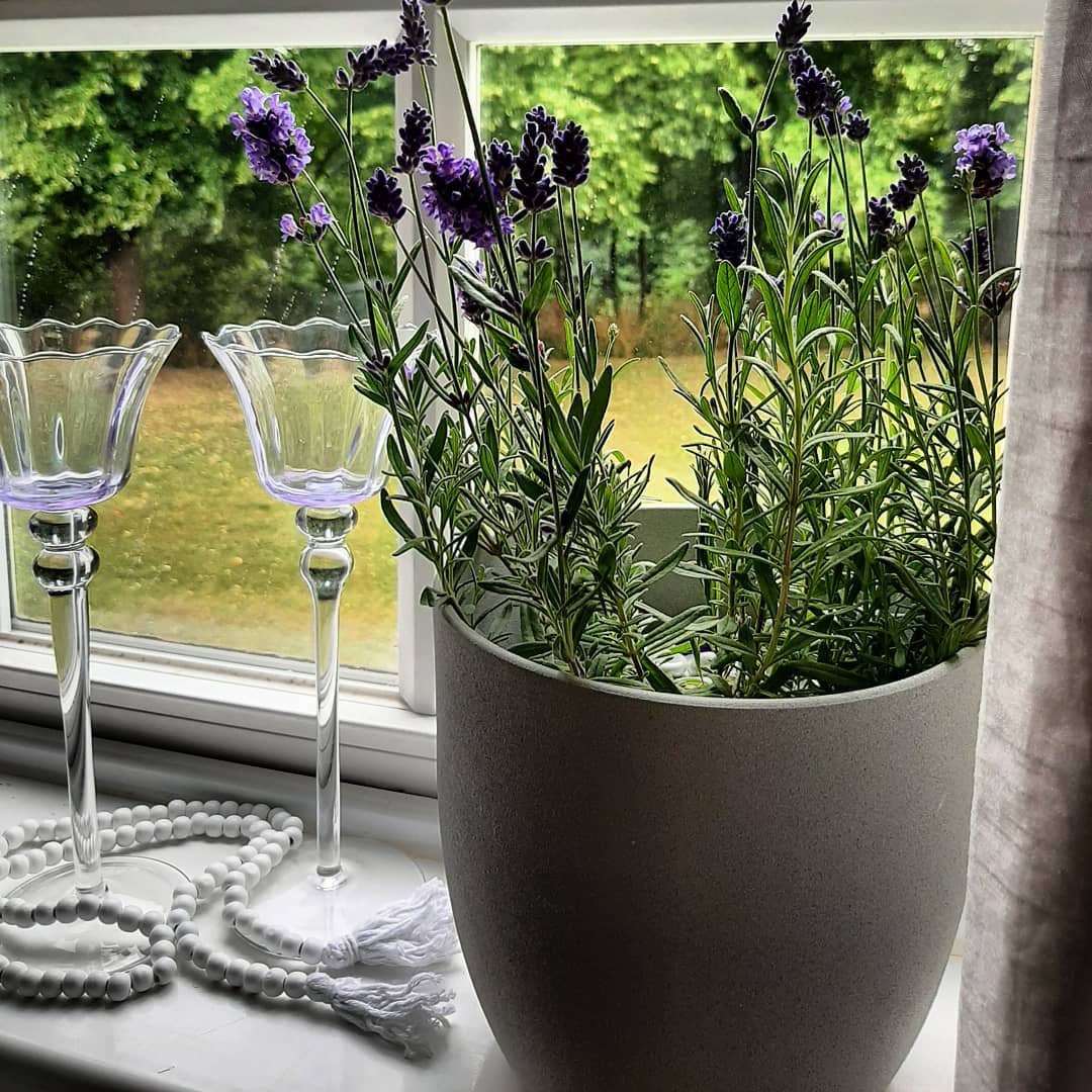 plant of lavender