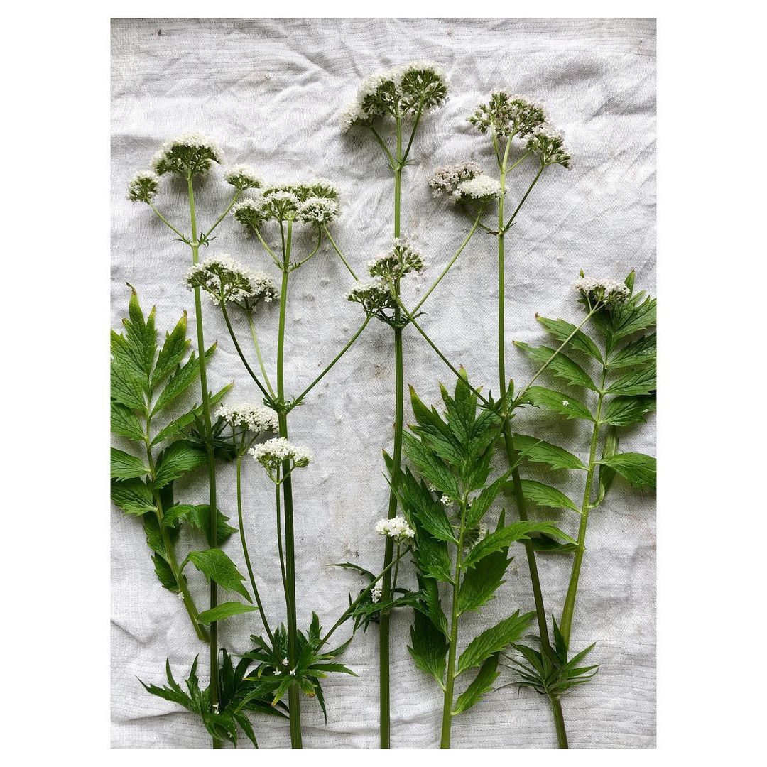 valerian plants