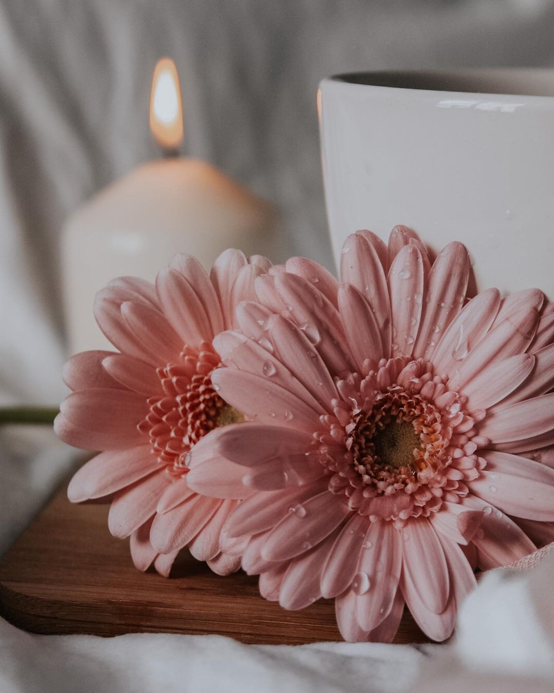 Gerbera Daisy