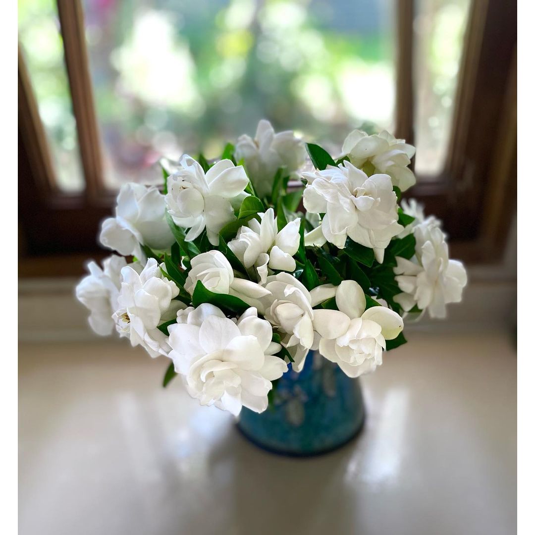 Gardenias plant