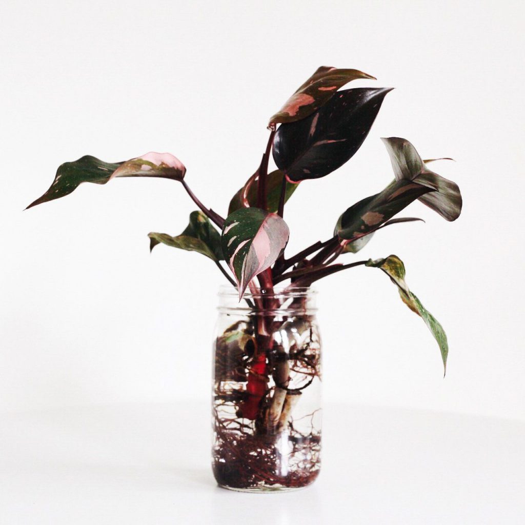 Pink Princess Philodendron Care Complete Tips and Guide to Better Care