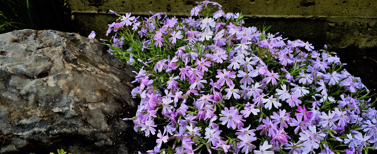 creeping phlox ground cover plant