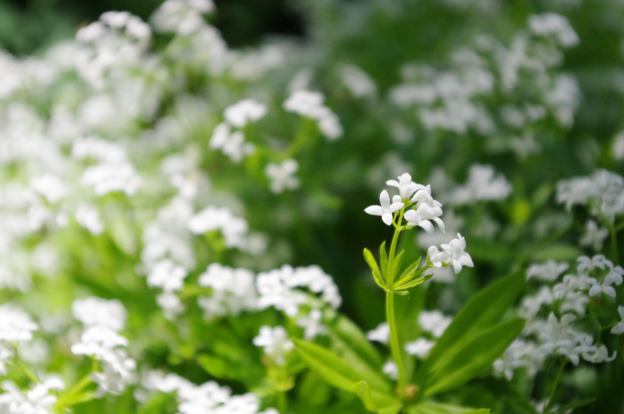 sweet woodruff flowering ground cover plant