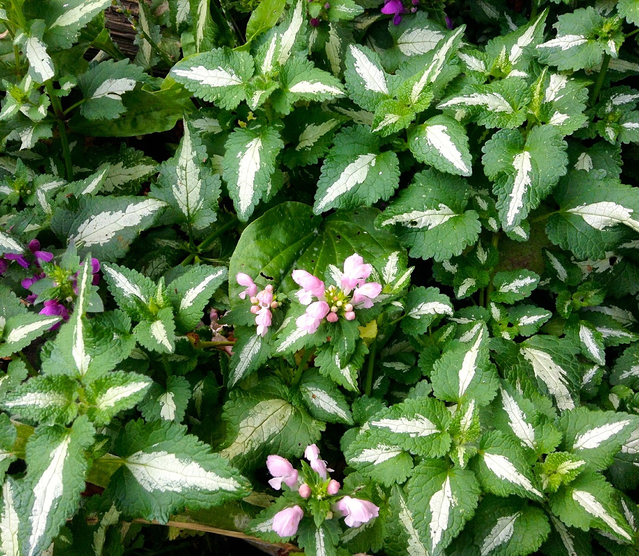 dead nettle ground cover plant
