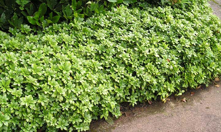 Pachysandra terminalis ground cover