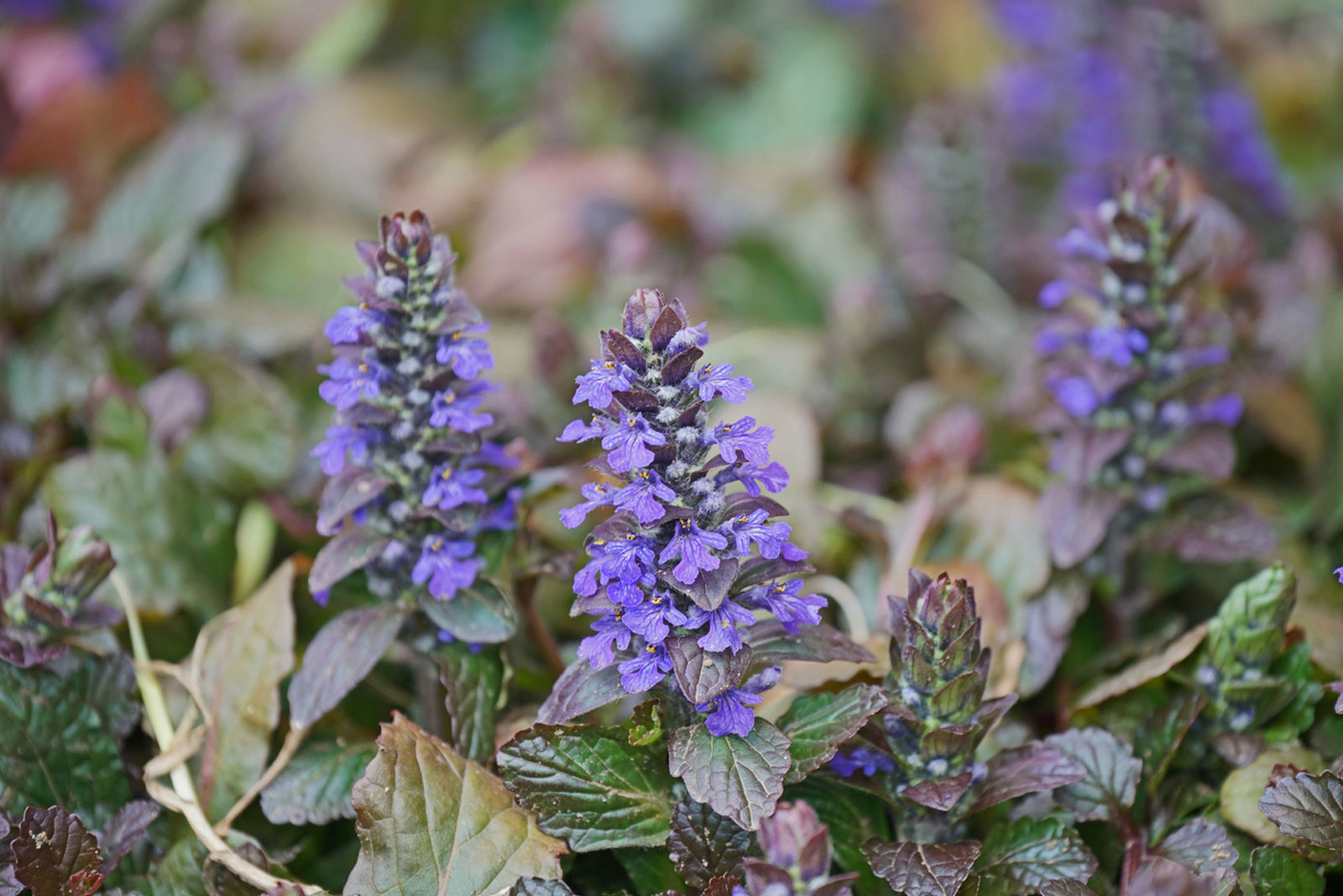 ajuga bugleweed ground cover