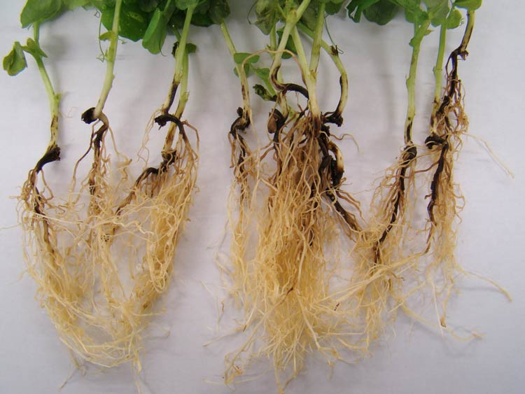 root rot