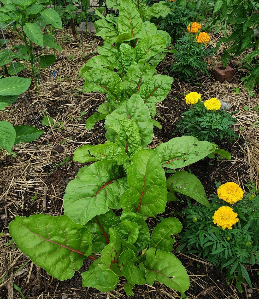 Marigold protecting swiss chard