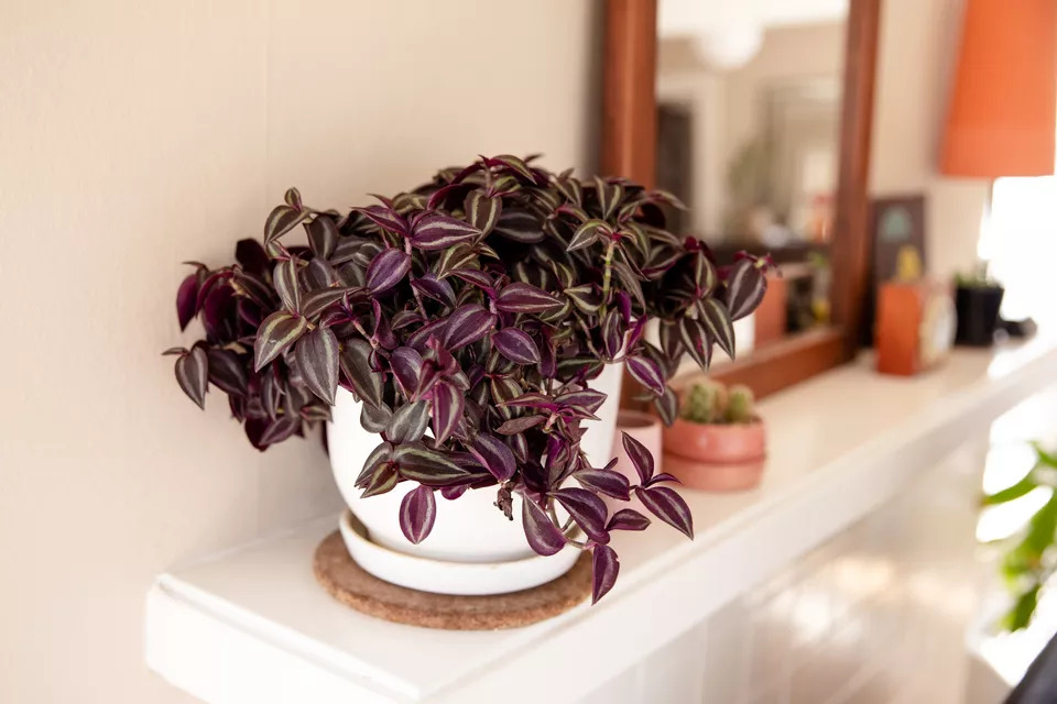 spiderwort houseplant