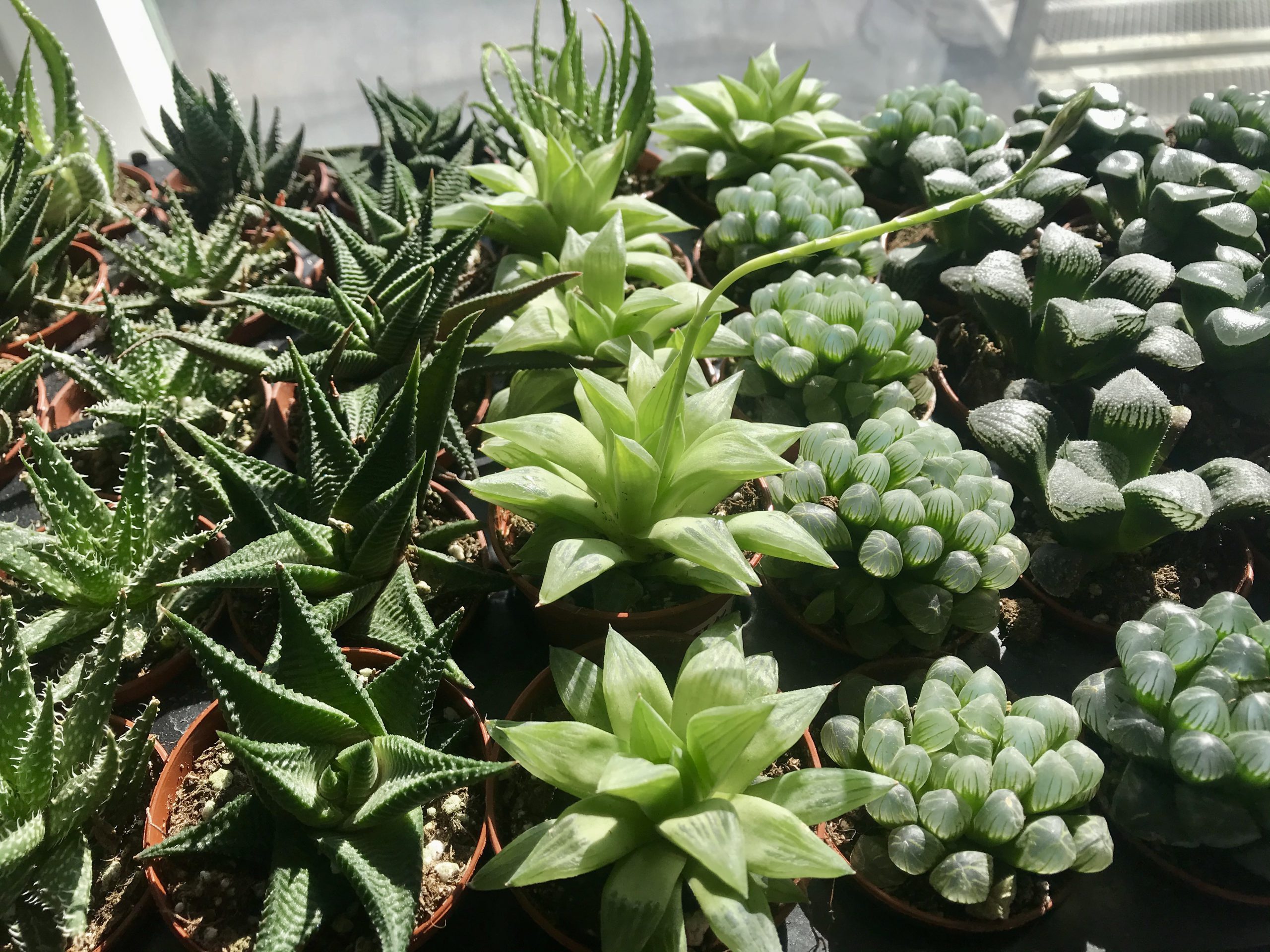 Haworthia Plants Growth and Care Guide Plants Spark Joy